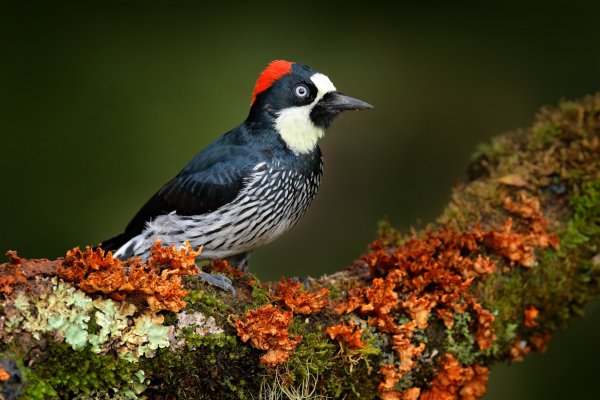 Acorn Woodpecker (Melanerpes formicivorus) datel sběrač, Rio Savegre, Costa Rica