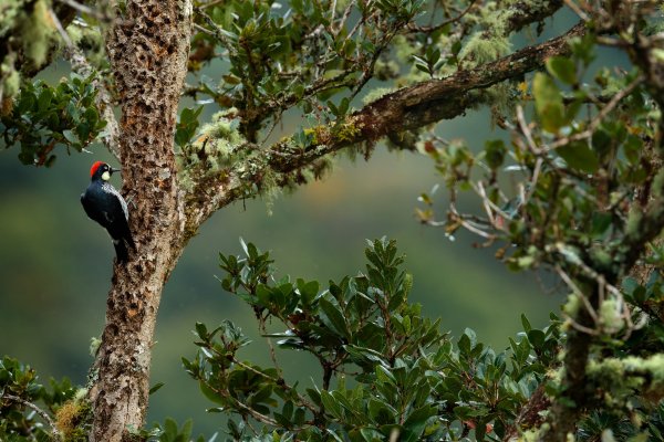Acorn Woodpecker (Melanerpes formicivorus) datel sběrač, Rio Savegre, Costa Rica