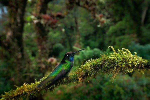 Magnificent Hummingbird (Eugenes fulgens) kolibřík skvostný,  Cordillera de Talamanca, Costa Rica