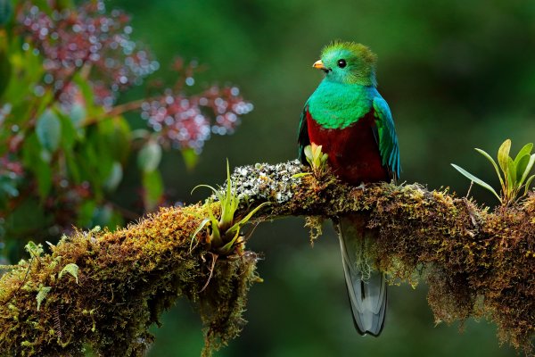 Resplendent Quetzal (Pharomachrus mocinno) kvesal chocholatý, Cordillera de Talamanca, Costa Rica