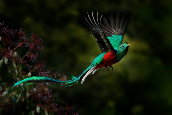 Resplendent Quetzal (Pharomachrus mocinno) kvesal chocholatý, Cordillera de Talamanca, Costa Rica