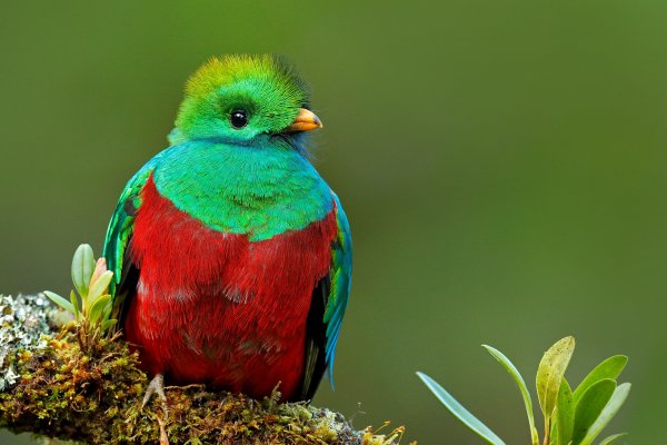Resplendent Quetzal (Pharomachrus mocinno) kvesal chocholatý, Cordillera de Talamanca, Costa Rica