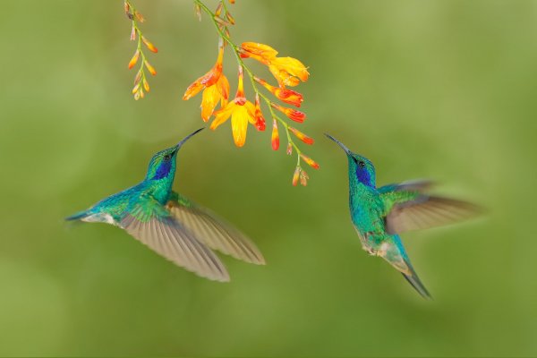 Green Violet-ear (Colibri thalassinus) kolibřík zelený, Cordillera de Talamanca, Costa Rica