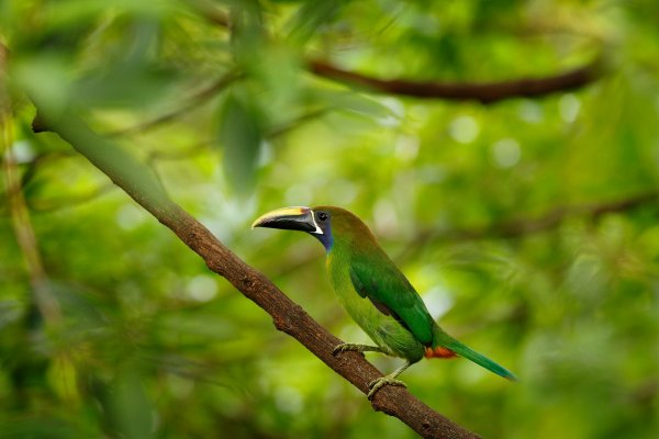 Emerald Toucanet (Aulacorhynchus prasinus) arassari smaragdový, Vera Blanca, Costa Rica