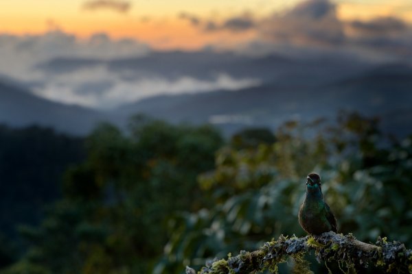 Magnificent Hummingbird (Eugenes fulgens) kolibřík skvostný,  Cordillera de Talamanca, Costa Rica, hummingbird, bird, birds, pták, hory, Costa Rica, forest, tropic, sunset, mountain