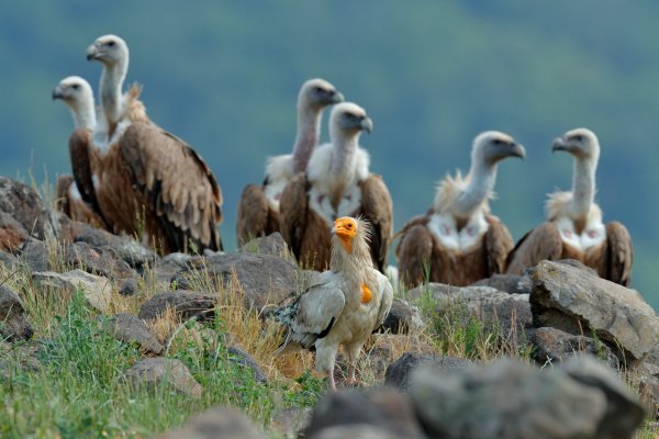 Egyptian vulture (Neophron percnopterus) sup mrchožravý, Eastern Rhodopes, Bulgaria