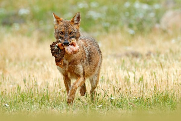 Golden jackal (Canis aureus) šakal obecný, Eastern Rhodopes, Bulgaria