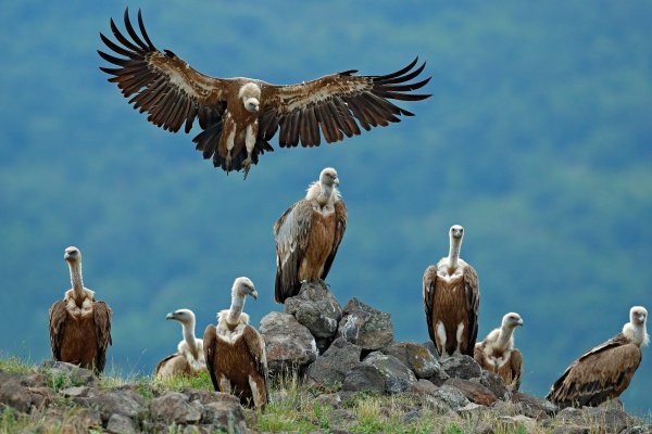 Griffon Vulture (Gyps fulvus) sup bělohlavý, Eastern Rhodopes, Bulgaria