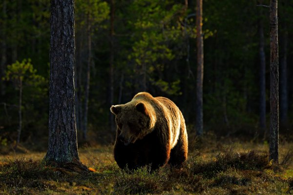 Brown Bear (Ursus arctos) Medvěd hnědý, Kuhmo, Finland