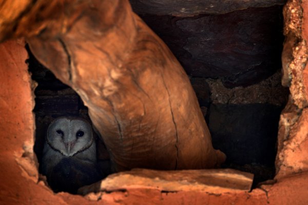 Barn owl (Tyto alba) sova pálená, Ranthambore, India