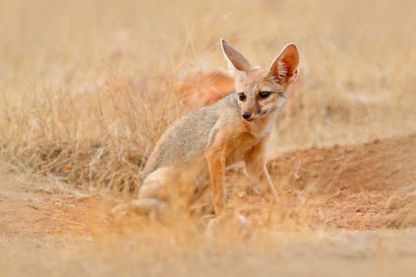 Indian Fox (Vulpes bengalensis) liška džunglová, Ranthambore, India