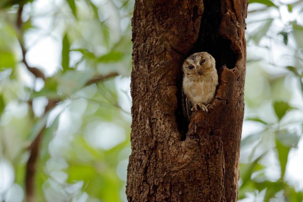 Indian scops owl (Otus bakkamoena), výreček indický, Ranthambore, Indie