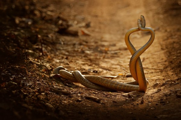 Indian rat snake (Ptyas mucosa) ptyas velkooký, Ranthambore, India