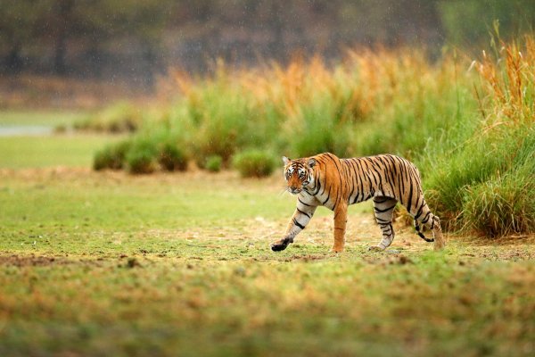 Bengal tiger (Panthera tigris) tygr indický, Ranthambore, Indie