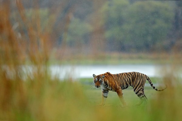 Bengal tiger (Panthera tigris) tygr indický, Ranthambore, Indie