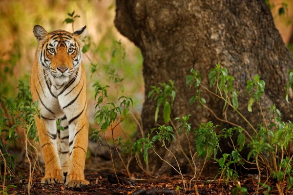 Bengal tiger (Panthera tigris) tygr indický, Ranthambore, Indie