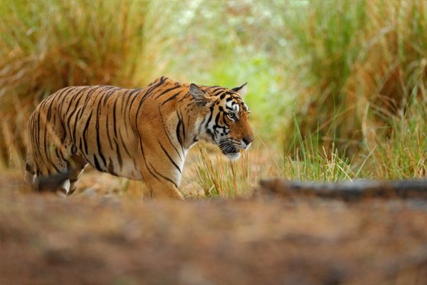 Bengal tiger (Panthera tigris) tygr indický, Ranthambore, Indie