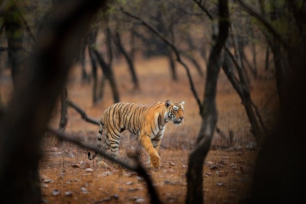 Bengal tiger (Panthera tigris) tygr indický, Ranthambore, Indie
