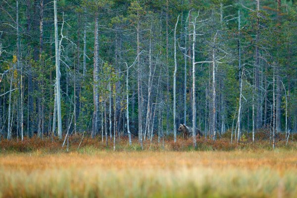 Brown Bear (Ursus arctos) medvěd hnědý, Kuhmo, Finland