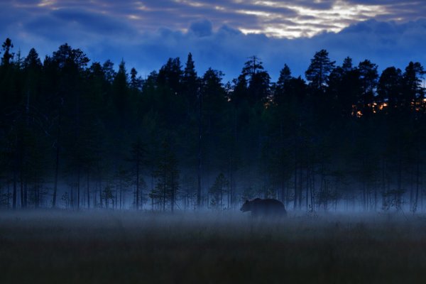 Brown Bear (Ursus arctos) medvěd hnědý, Kuhmo, Finland