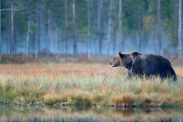 Brown Bear (Ursus arctos) medvěd hnědý, Kuhmo, Finland