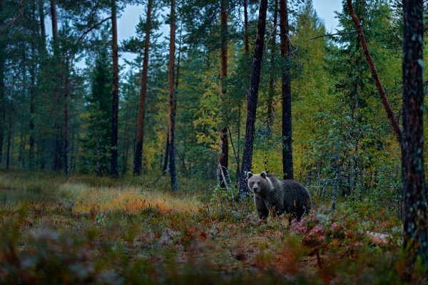 Brown Bear (Ursus arctos) medvěd hnědý, Kuhmo, Finland