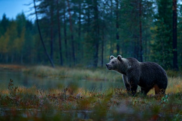 Brown Bear (Ursus arctos) medvěd hnědý, Kuhmo, Finland