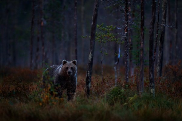 Brown Bear (Ursus arctos) medvěd hnědý, Kuhmo, Finland