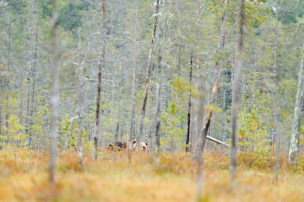 Brown Bear (Ursus arctos) medvěd hnědý, Kuhmo, Finland