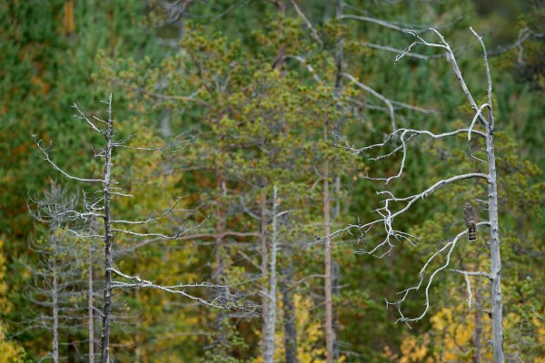 Goshawk (Accipiter gentilis) jestřáb lesní, Kuhmo, Finland