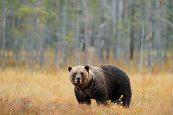 Brown Bear (Ursus arctos) medvěd hnědý, Kuhmo, Finland