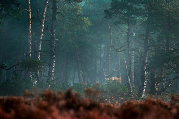 Red Deer (Cervus elaphus) jelen lesní, De Hoge Veluwe, Netherlands