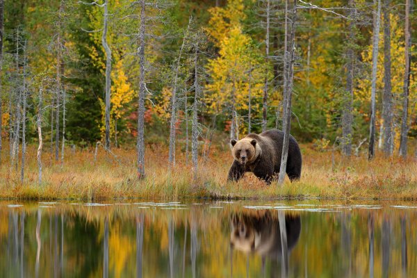 Brown Bear (Ursus arctos) medvěd hnědý, Kuhmo, Finland