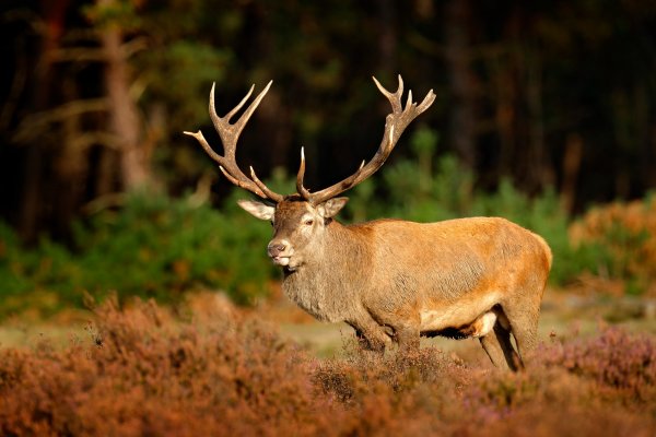 Red Deer (Cervus elaphus) jelen lesní, De Hoge Veluwe, Netherlands