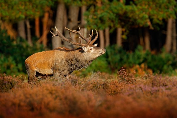 Red Deer (Cervus elaphus) jelen lesní, De Hoge Veluwe, Netherlands