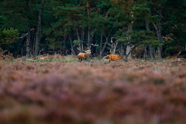 Red Deer (Cervus elaphus) jelen lesní, De Hoge Veluwe, Netherlands
