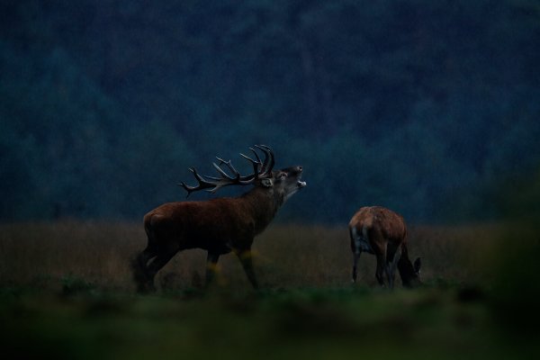 Red Deer (Cervus elaphus) jelen lesní, De Hoge Veluwe, Netherlands