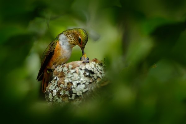 Scintillant Hummingbird (Selasphorus scintilla) kolibřík jiskřivý, Savegre, Cordillera de Talamanca, Costa Rica