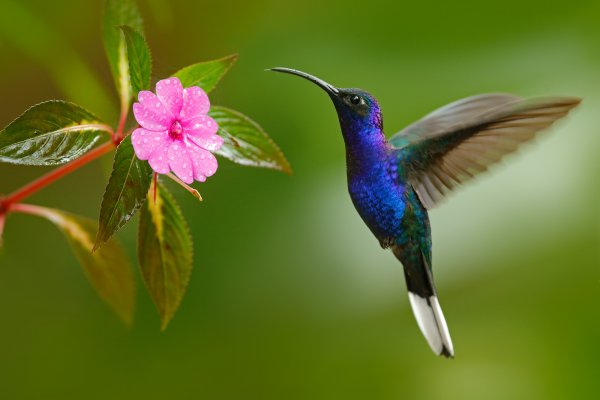 Violet Sabrewing (Campylopterus hemileucurus) kolibřík fialkový, La Paz, Cordillera de Talamanca, Costa Rica