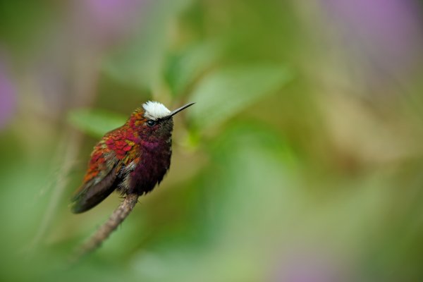 Snowcap (Microchera albocoronata) kolibřík běločelý, Turrialba, Cordillera de Talamanca, Costa Rica