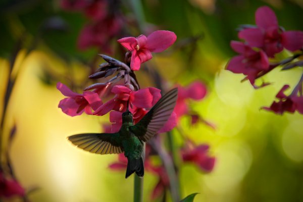 Magnificent Hummingbird (Eugenes fulgens) kolibřík skvostný, Savegre, Cordillera de Talamanca, Costa Rica