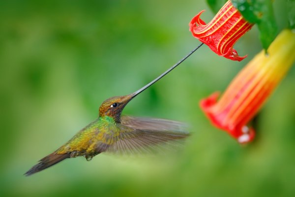 Sword-billed Hummingbird (Ensifera ensifera) kolibřík mečozobec, Papallacta, Cordillera Oriental, Ecuador