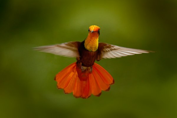 Ruby-Topaz Hummingbird (Chrysolampis mosquitus) kolibřík žlutohrdlý, Arnos Vale, Trinidad & Tobago