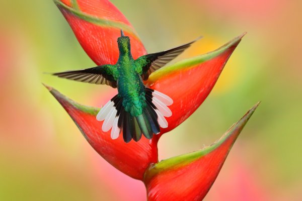 White-tailed Sabrewing (Campylopterus ensipennis) kolibřík běloocasý, Talparo, Trinidad & Tobago