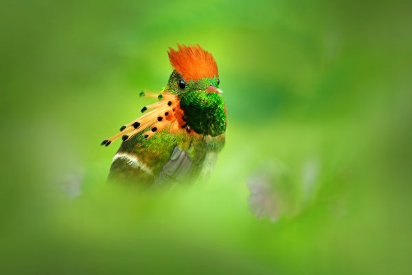 Tufted Coquette (Lophornis ornatus) kolibřík ozdobný, Talparo, Trinidad & Tobago