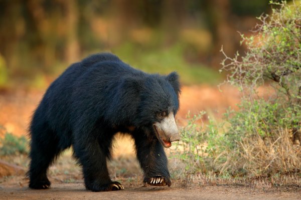 Sloth bear (Melursus ursinus) medvěd pyskatý, Ranthambore National Park, India