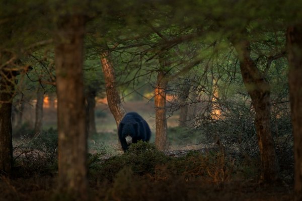 Sloth bear (Melursus ursinus) medvěd pyskatý, Ranthambore National Park, India