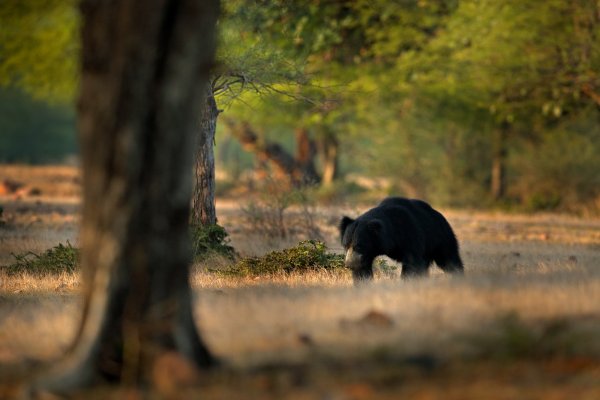 Sloth bear (Melursus ursinus) medvěd pyskatý, Ranthambore National Park, India