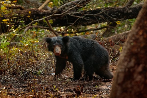 Sloth bear (Melursus ursinus) medvěd pyskatý, Wilpattu National Park, Sri Lanka