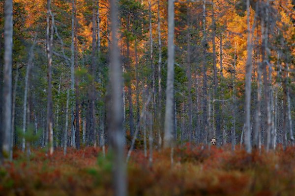 Brown Bear (Ursus arctos) medvěd hnědý, Kuhmo, Finland